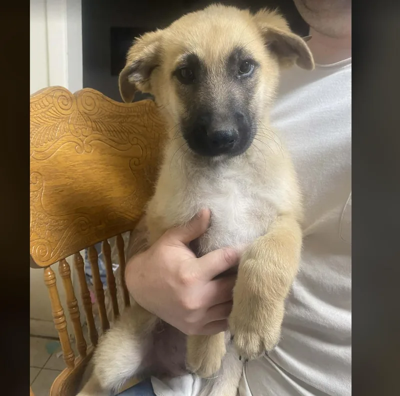 A baby large-sized male Yellow / Tan / Blond / Fawn Shepherd dog named Rubble for adoption in Uxbridge, MA