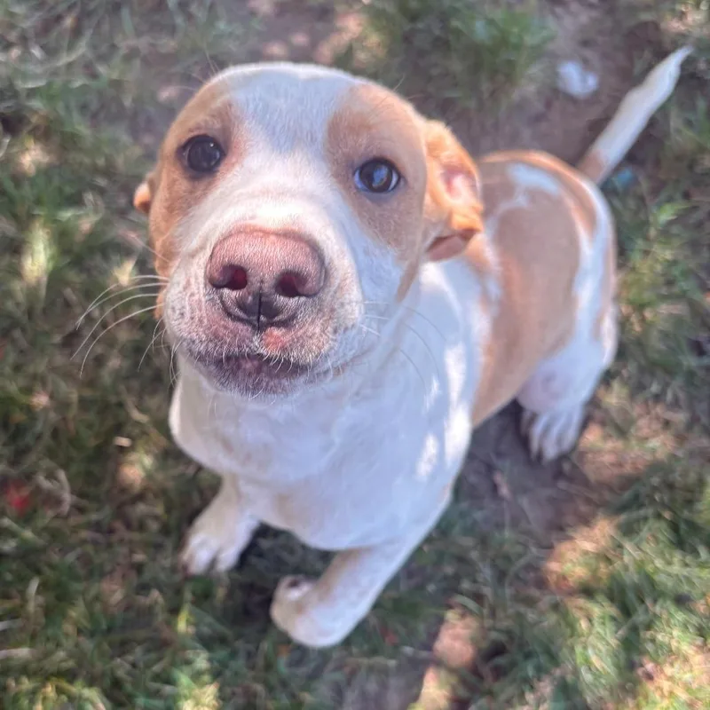 A baby small-sized male White / Cream Mixed Breed dog named Cannoli for adoption in East Hanover, NJ