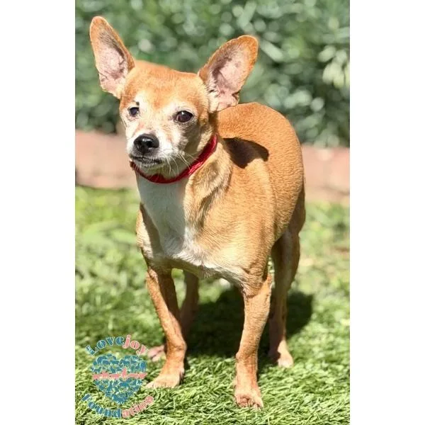 Seahorse Mb thumbnail 2