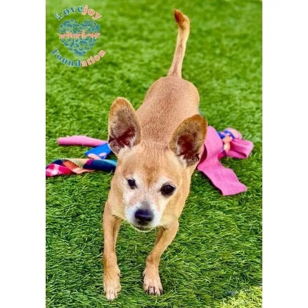 An adult small-sized male Yellow / Tan / Blond / Fawn Chihuahua dog named Seahorse Mb for adoption in Inglewood, CA