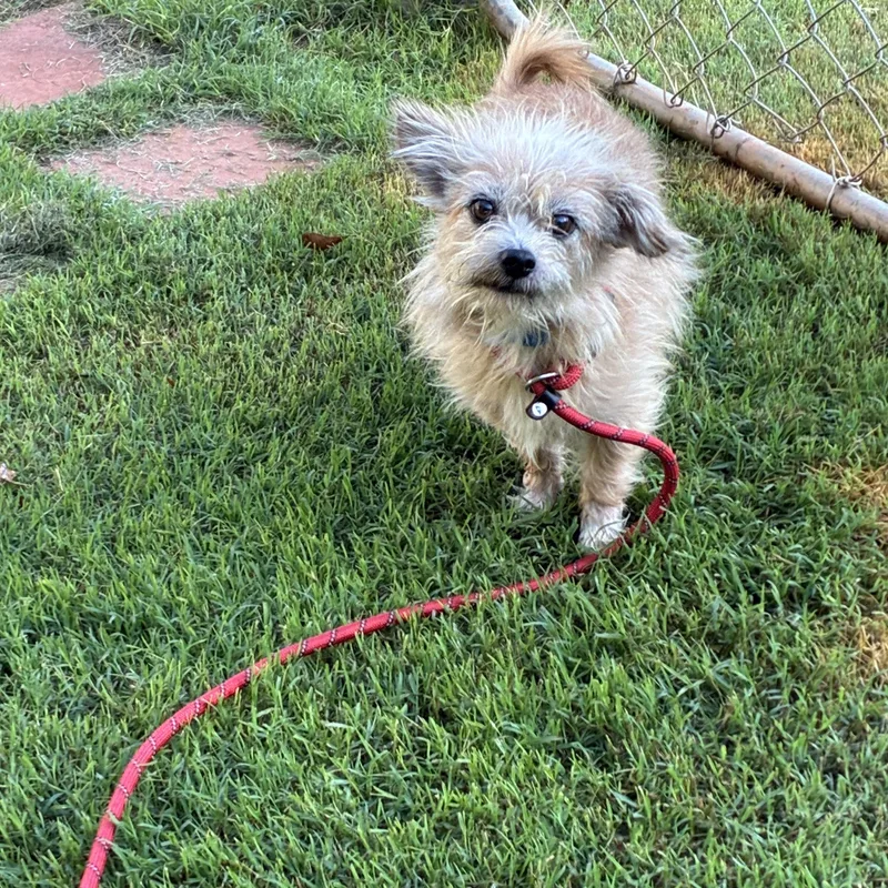 An adult small-sized male Yellow / Tan / Blond / Fawn Cairn Terrier dog named Ruffles for adoption in Woodruff, SC