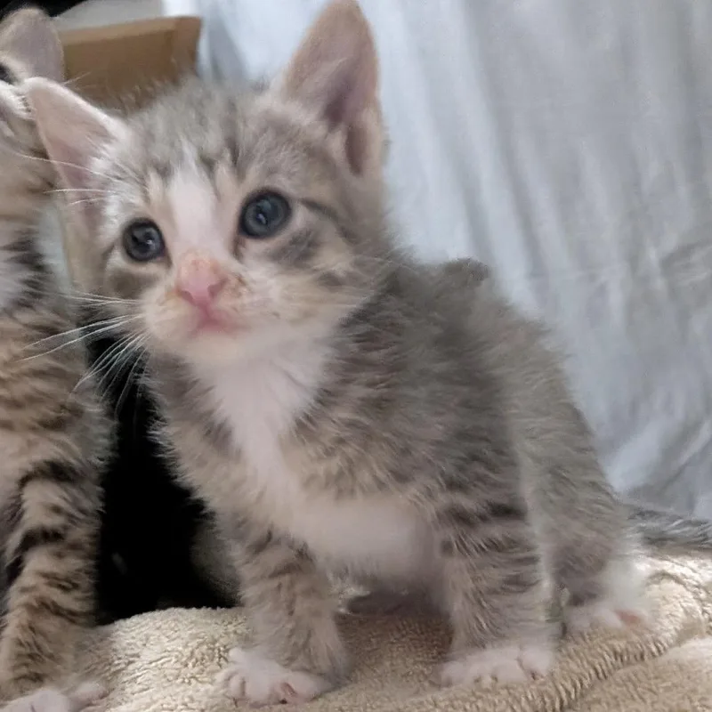 A baby small-sized male Gray / Blue / Silver Domestic Short Hair cat named Addon for adoption in Flower Mound, TX