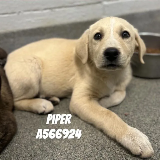 A baby medium-sized female Labrador Retriever dog named Piper for adoption in Huntsville, AL