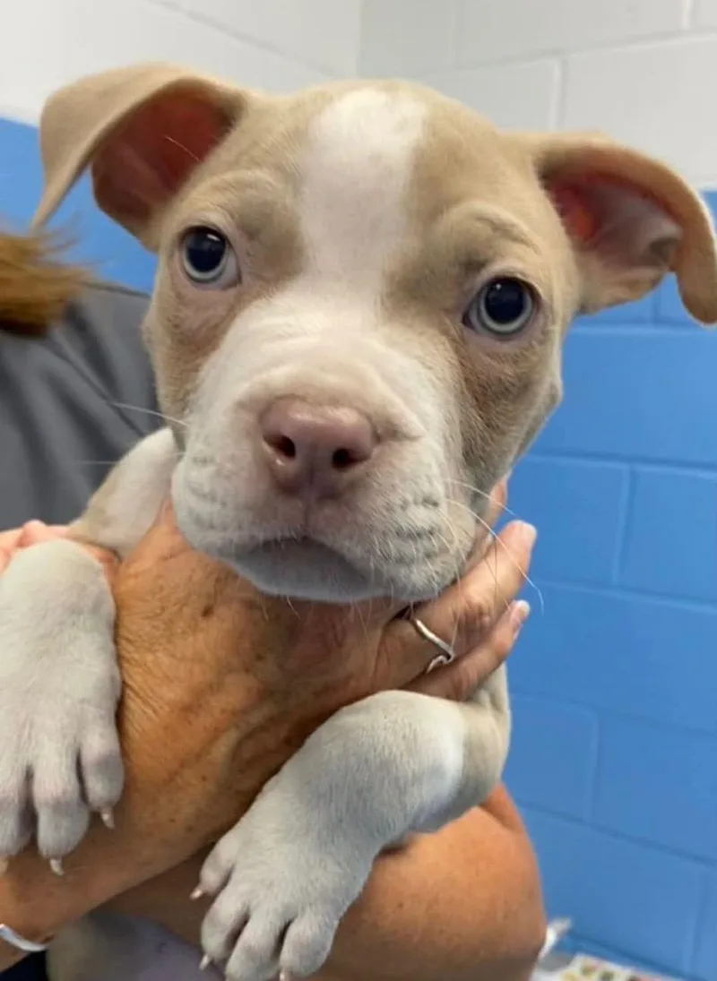 A baby medium-sized male Pit Bull Terrier dog named Sun Bear for adoption in Carmel, NY
