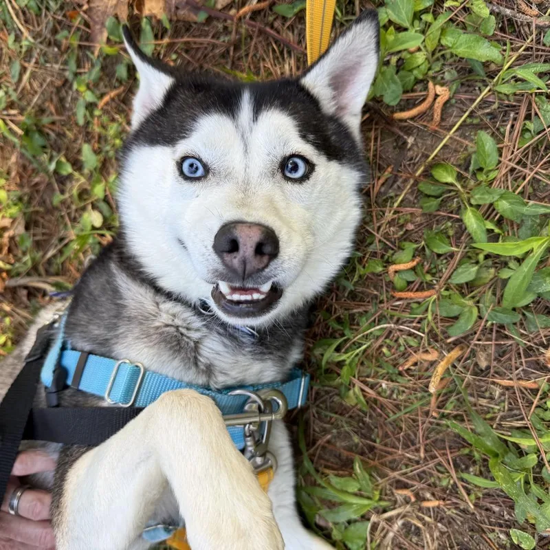 An adult medium-sized male Black Husky dog named Cillian for adoption in Wake Forest, NC