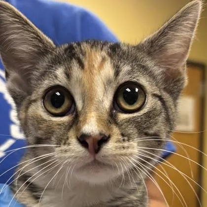 An adult medium-sized female Domestic Short Hair cat named Phyllis for adoption in Merriam, KS