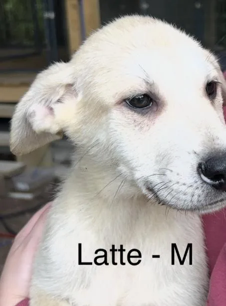 A baby large-sized male White / Cream Labrador Retriever dog named Latte for adoption in Parma, OH