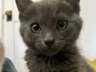 A baby small-sized female Domestic Short Hair cat named Umbra for adoption in Palo Alto, CA