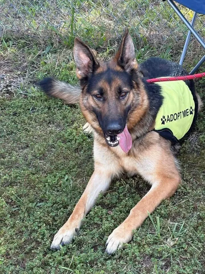 An adult large-sized female German Shepherd Dog dog named Daisy for adoption in Cherokee Village, AR