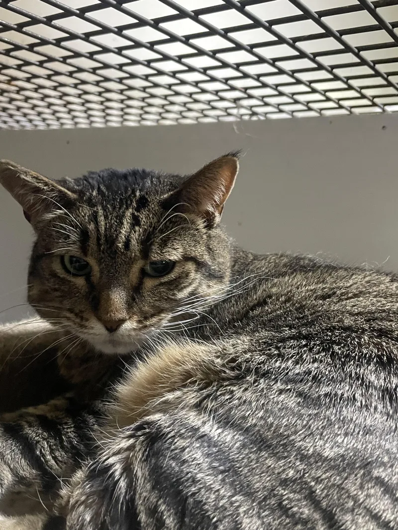 An adult medium-sized female Tabby cat named Punki for adoption in Billings, MT