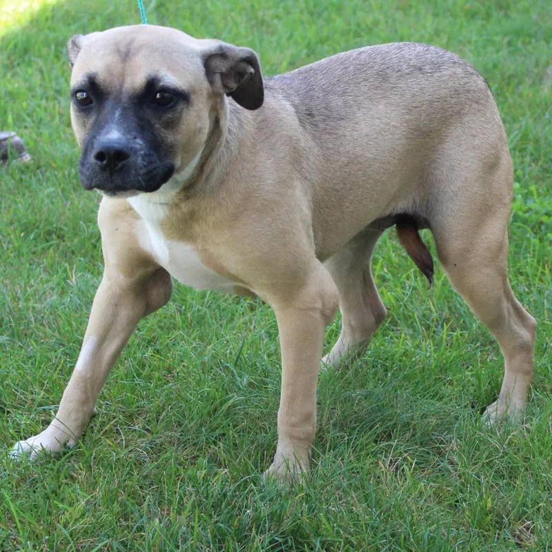 A young medium-sized female Apricot / Beige Pug dog named Nyomi for adoption in Eaton, OH