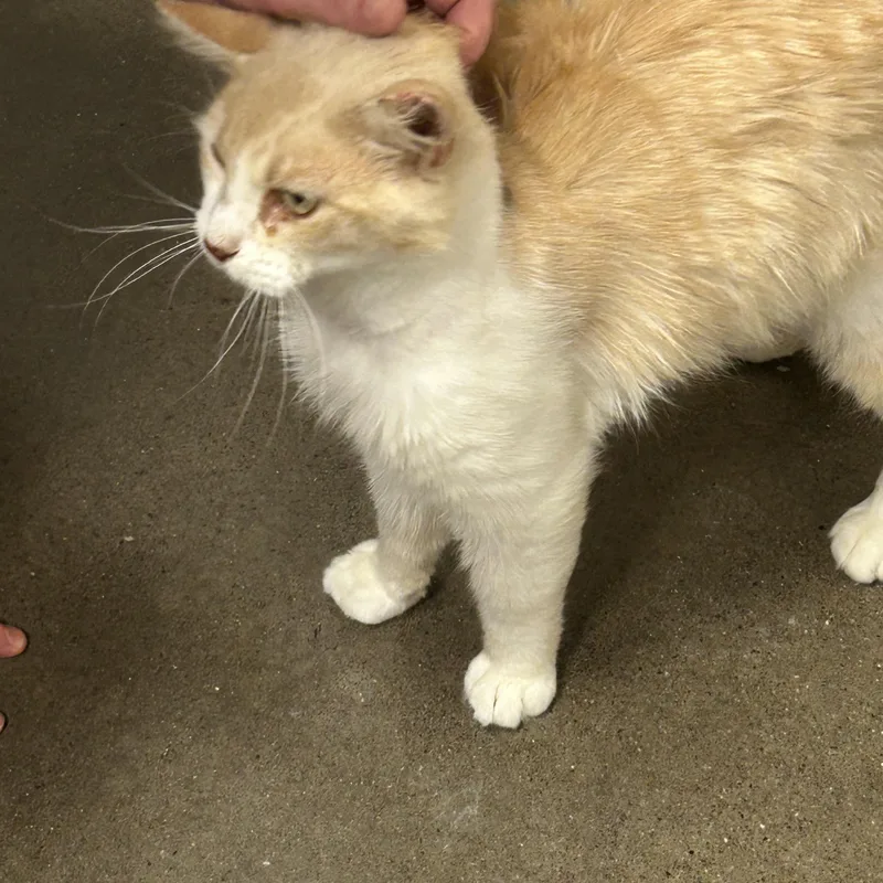 An adult medium-sized male Orange & White Domestic Long Hair cat named Babble for adoption in Zimmerman, MN