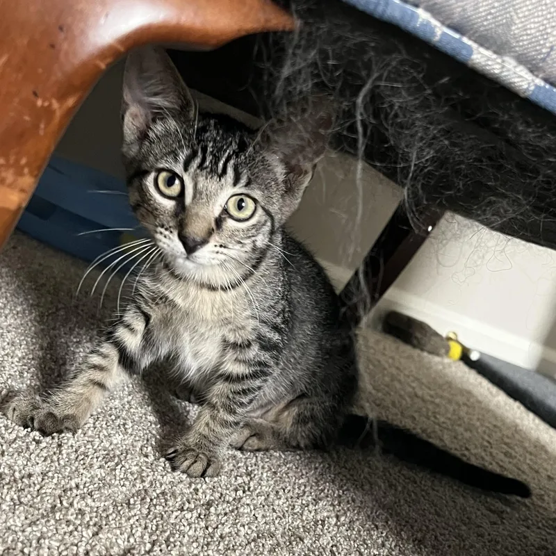 A baby medium-sized female Tabby (Brown / Chocolate) Domestic Short Hair cat named Padme for adoption in East Amherst, NY