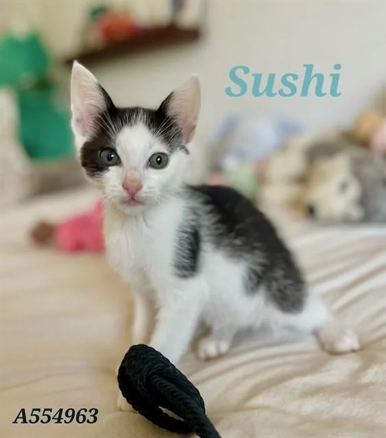 A baby small-sized male Domestic Short Hair cat named Sushi for adoption in Santa Maria, CA