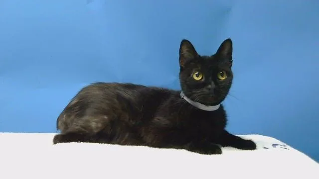 A senior small-sized female Domestic Short Hair cat named Bailey for adoption in Gardena, CA