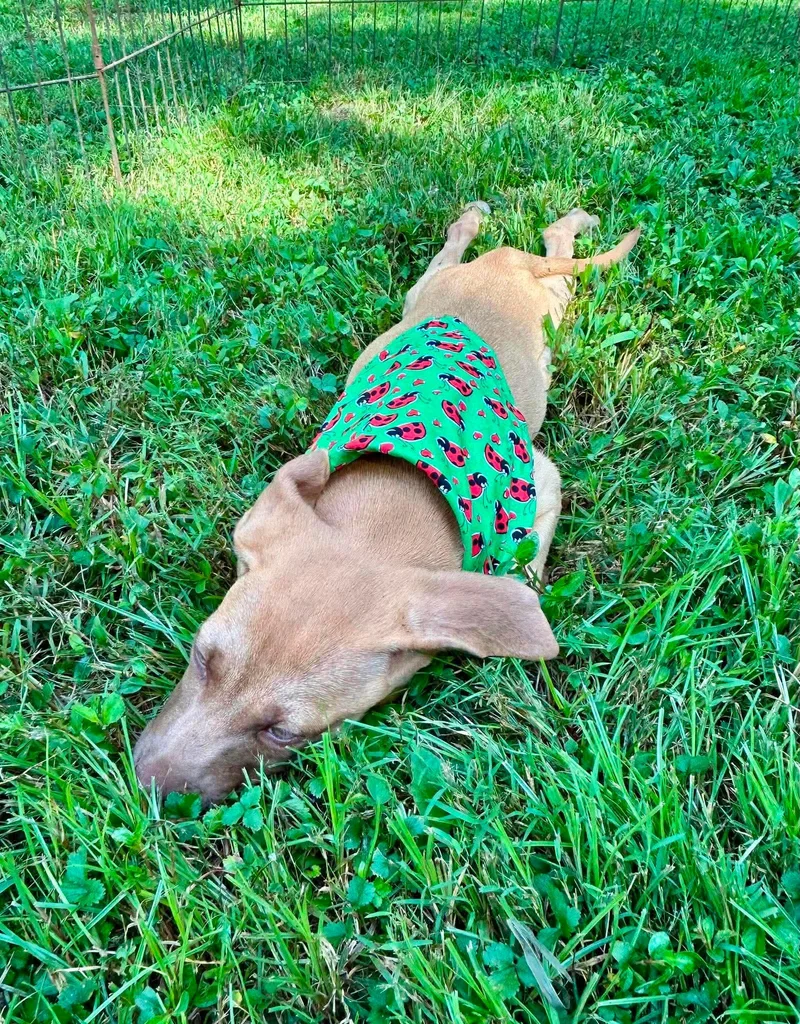 A baby medium-sized female Yellow / Tan / Blond / Fawn Labrador Retriever dog named Elsa for adoption in Watertown, CT