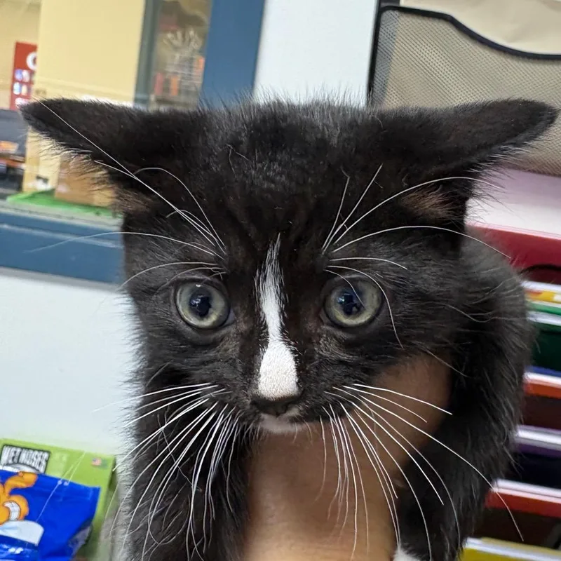 A baby small-sized male Black Domestic Short Hair cat named Rhinestone for adoption in Philadelphia, PA