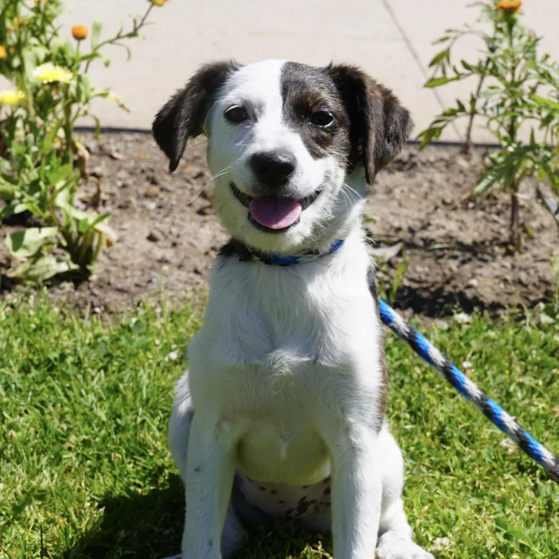 A baby small-sized female Black Jack Russell Terrier dog named Bree for adoption in Pottsville, PA