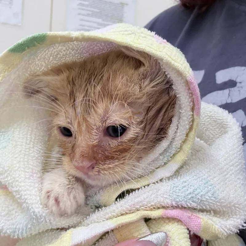A baby small-sized male Orange / Red Domestic Short Hair cat named Flynn for adoption in Auburn, AL