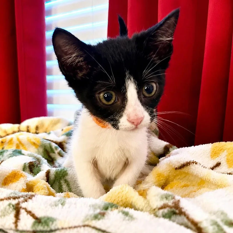 A baby medium-sized male Black Domestic Short Hair cat named Pecos for adoption in Houston, TX