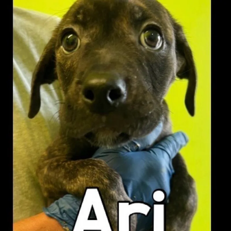 Ari Aka Benny thumbnail 2