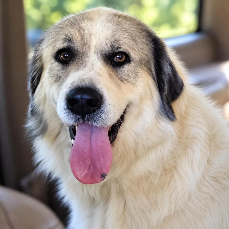An adult extra large-sized male Great Pyrenees dog named Bennett for adoption in Thomasville, NC