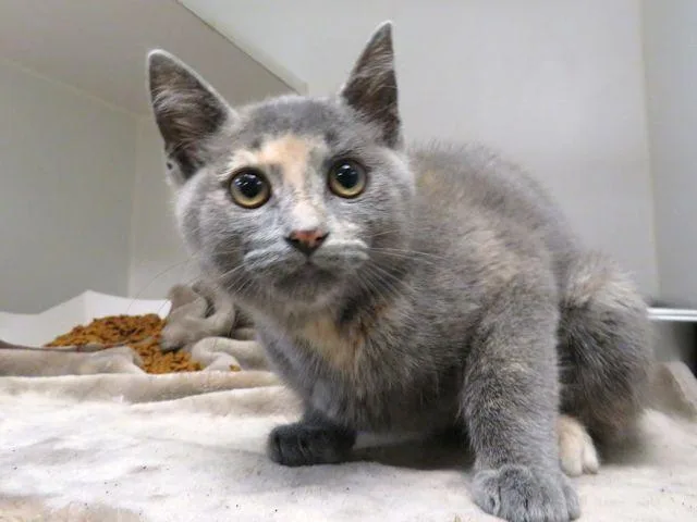 An adult small-sized female Domestic Short Hair cat named A for adoption in Oklahoma City, OK