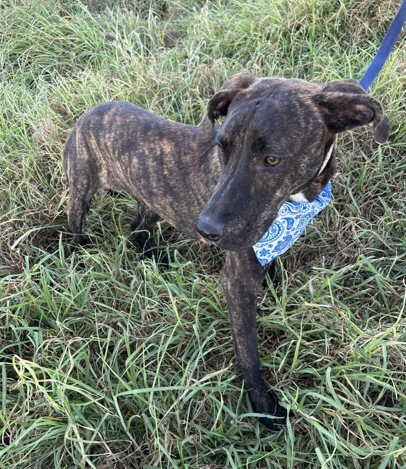 A young medium-sized male Plott Hound dog named Omar for adoption in Bell Gardens, CA
