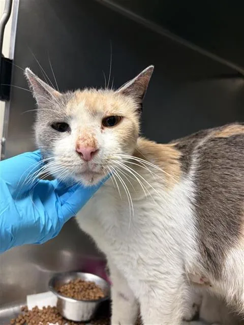 An adult large-sized female Domestic Short Hair cat named Bathsheba for adoption in San Antonio, TX