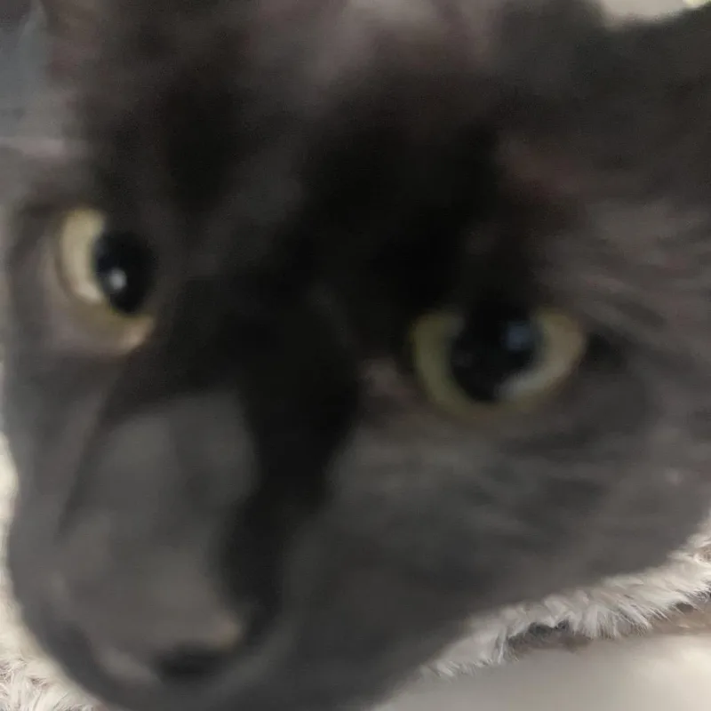 A young medium-sized female Black American Shorthair cat named Guenevere for adoption in Shawnee, KS