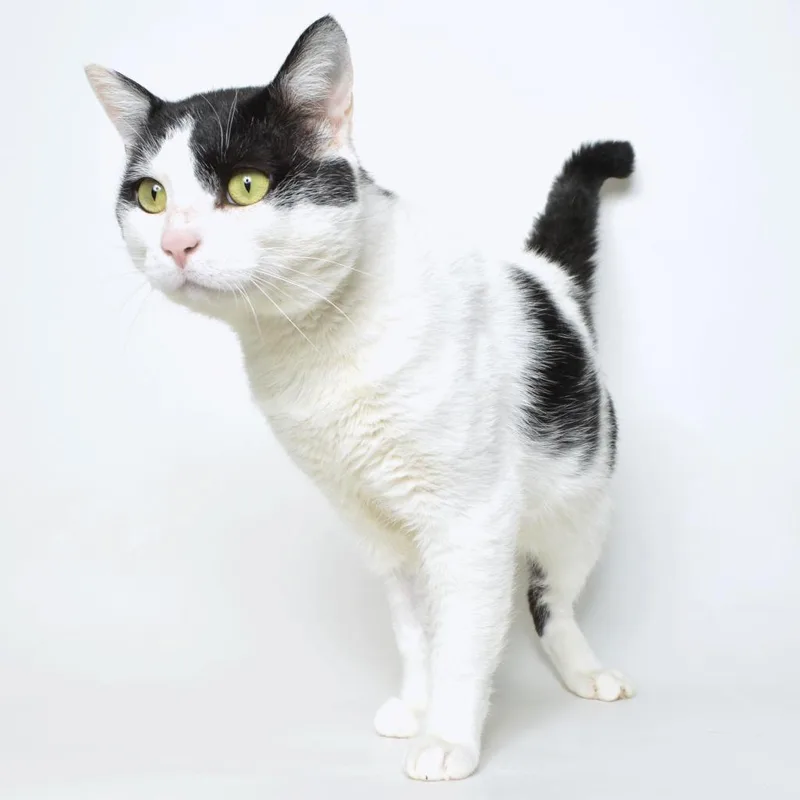 A senior large-sized male White Domestic Short Hair cat named Mr. Meow for adoption in Springfield, IL