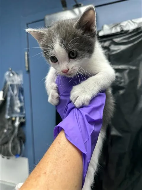 A baby small-sized male Domestic Short Hair cat named Biscuit for adoption in Santa Cruz, CA