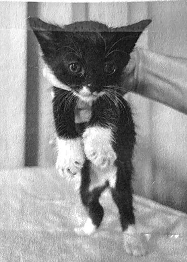 A baby medium-sized male Calico cat named Shamus for adoption in San Pedro, CA