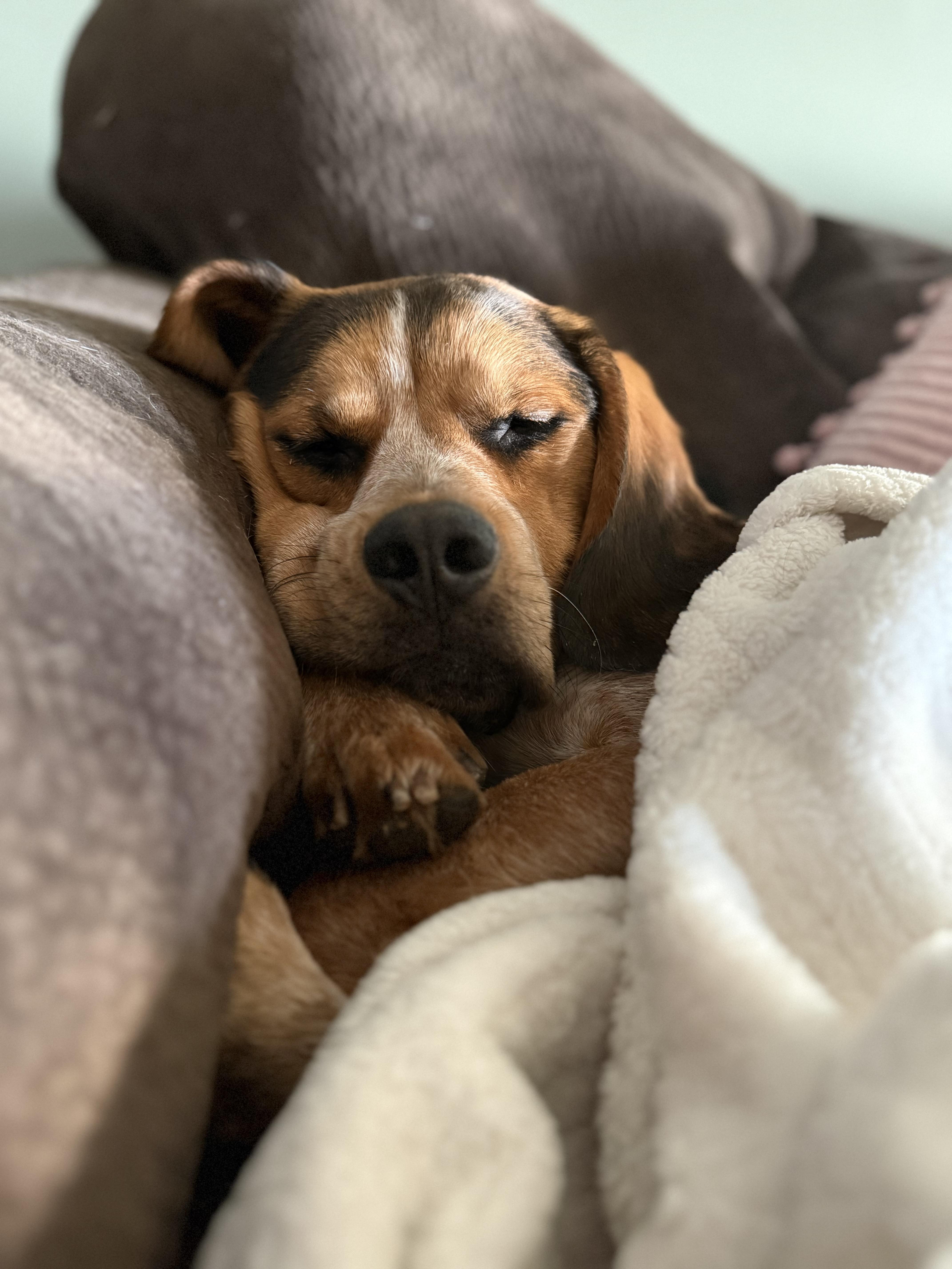 Huckleberry thumbnail 2