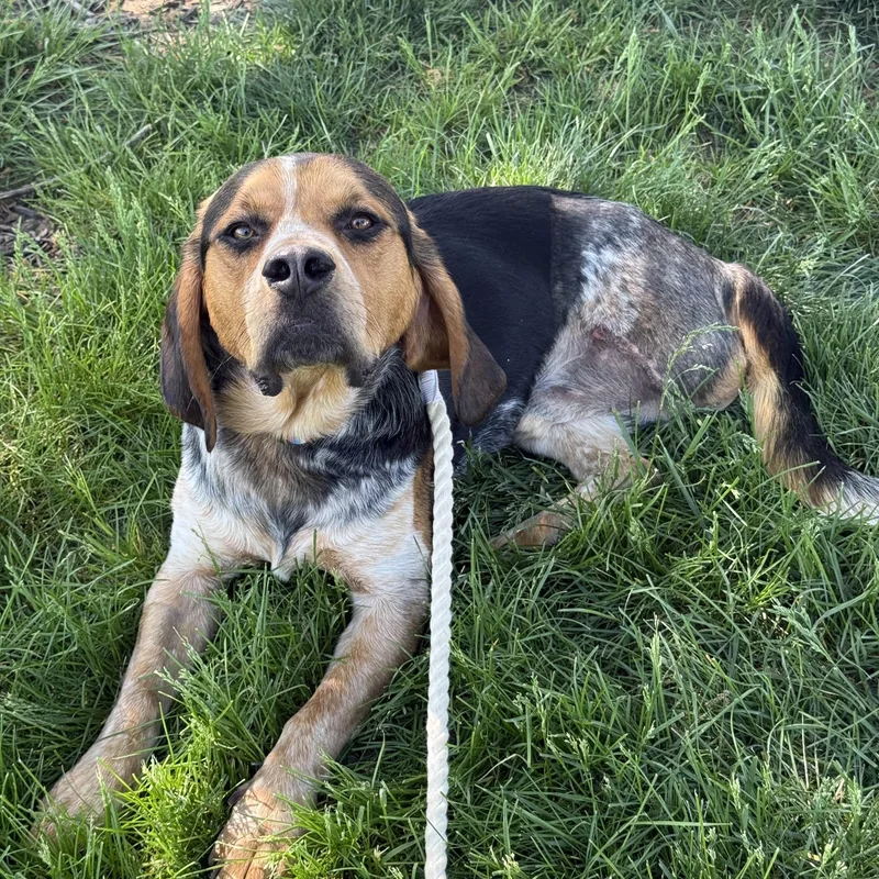 Huckleberry thumbnail 3