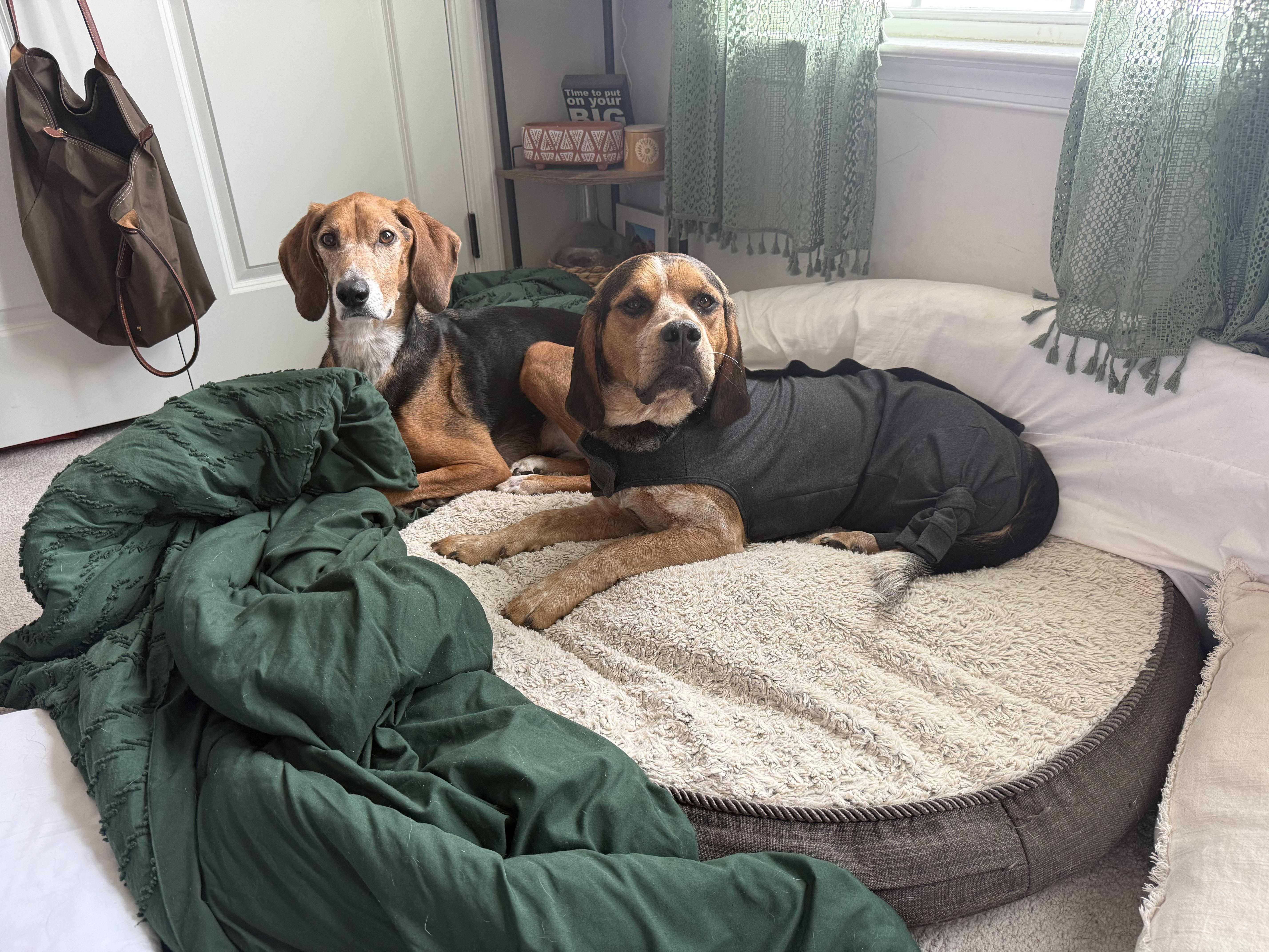 Huckleberry thumbnail 4