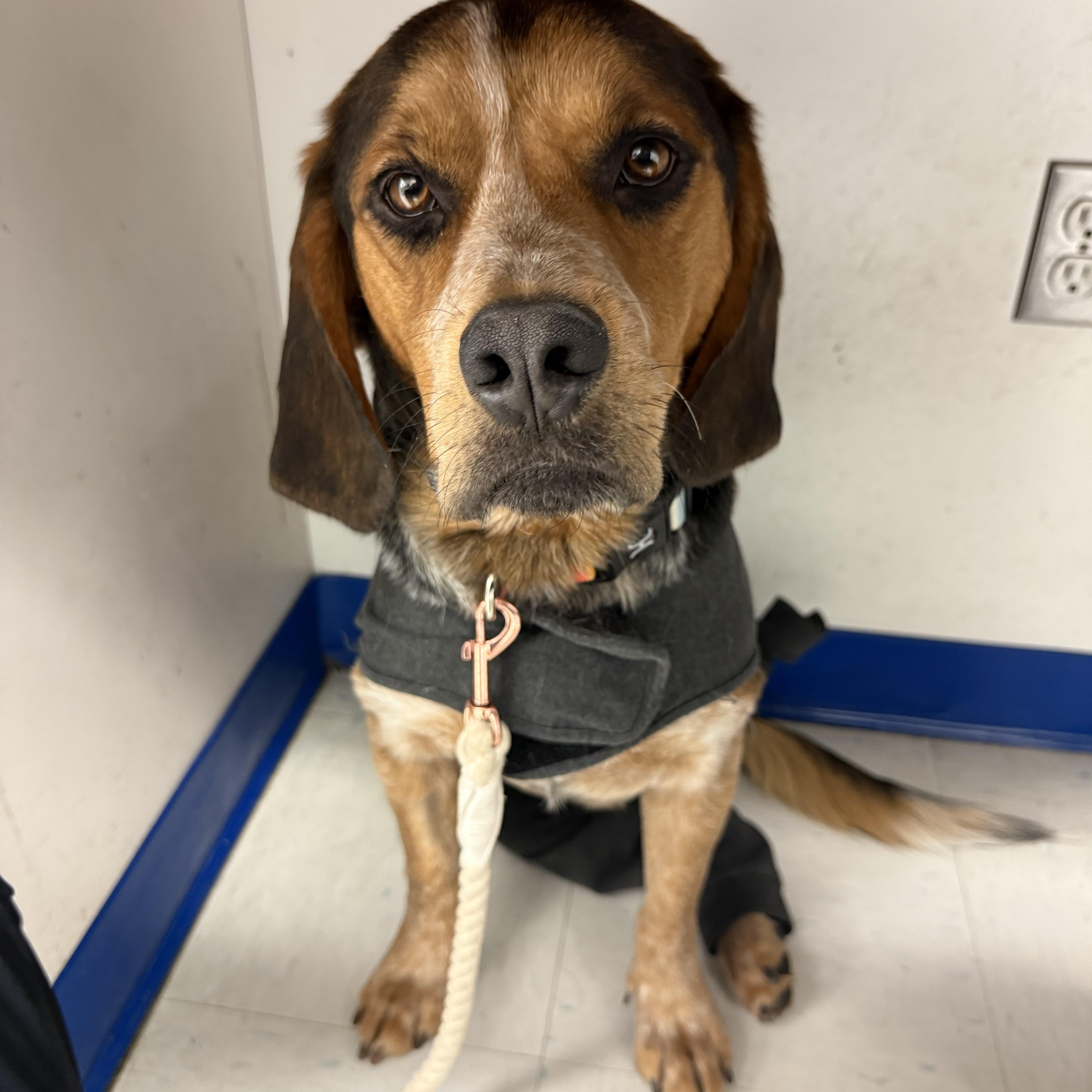 An adult medium-sized male Tricolor (Brown, Black, & White) Beagle dog named Huckleberry for adoption in Potomac, MD
