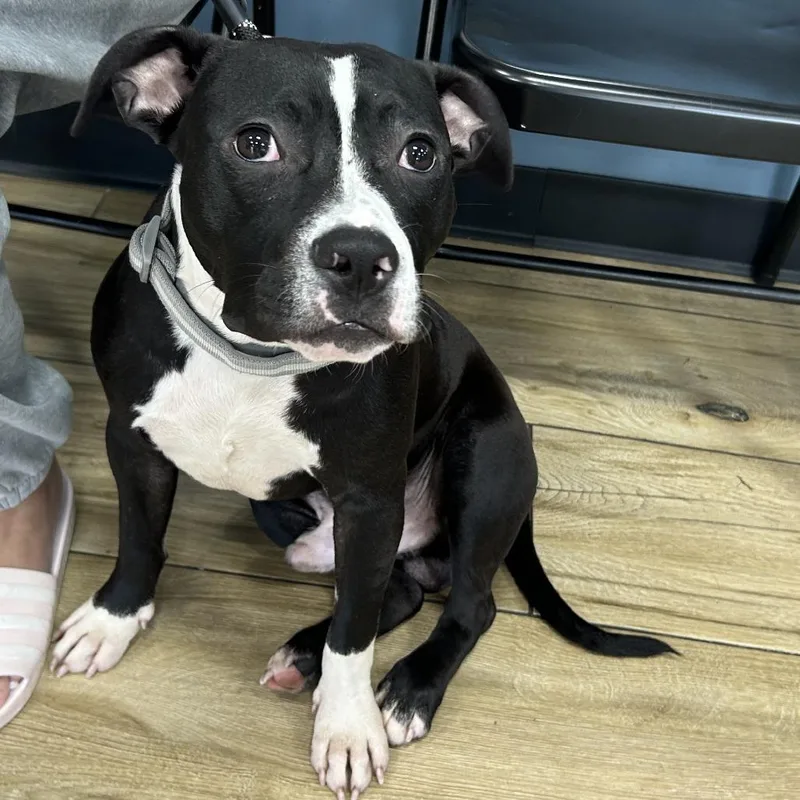 A young medium-sized male Black Mixed Breed dog named Buddy for adoption in Newark, NJ