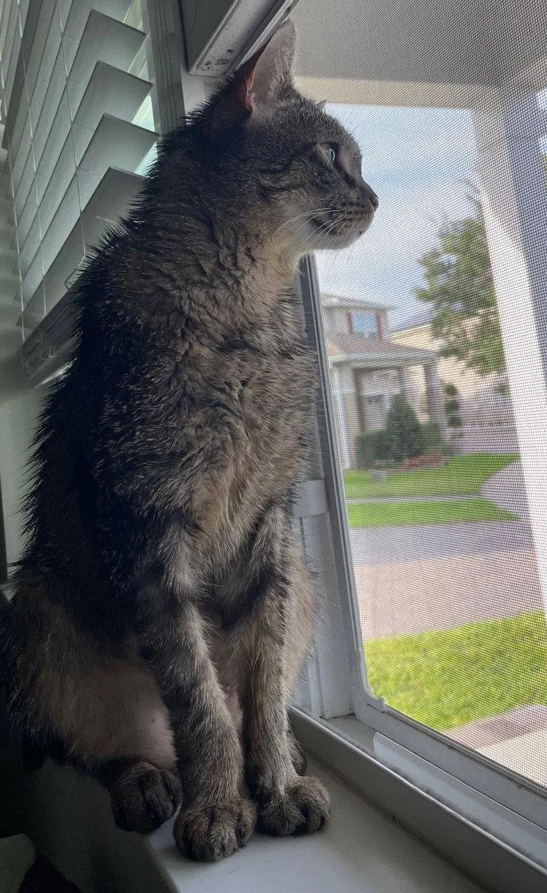 An adult medium-sized male Gray / Blue / Silver Domestic Short Hair cat named Mr. Whiskers .. for adoption in Apopka, FL
