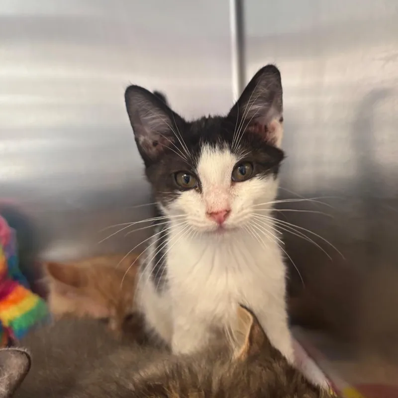 A baby small-sized female Black Domestic Short Hair cat named Crayon for adoption in Newark, NJ