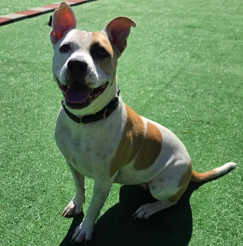 An adult large-sized female Pit Bull Terrier dog named Buttercup for adoption in Roanoke, VA