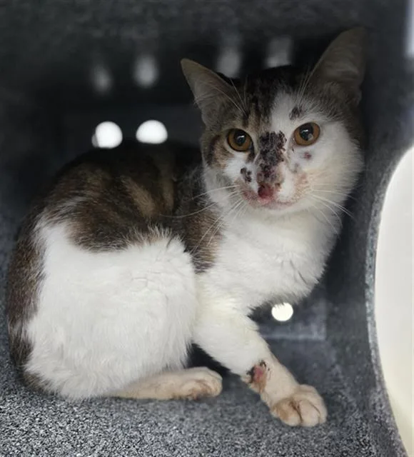 A young medium-sized male Domestic Short Hair cat named Taylor for adoption in Dallas, TX