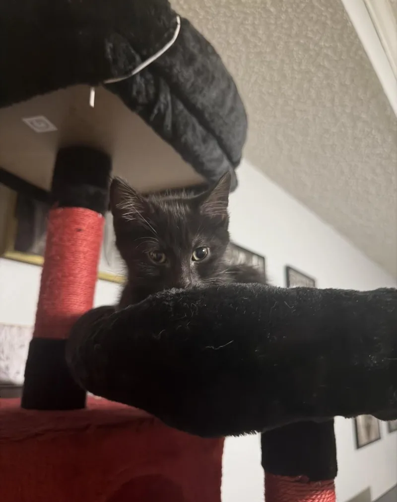 A baby medium-sized male Black Domestic Short Hair cat named Rainbow for adoption in Woodlawn, TN