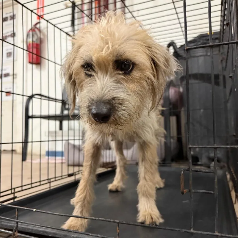An adult small-sized female Terrier dog named Hocus Pocus for adoption in Edinburg, TX