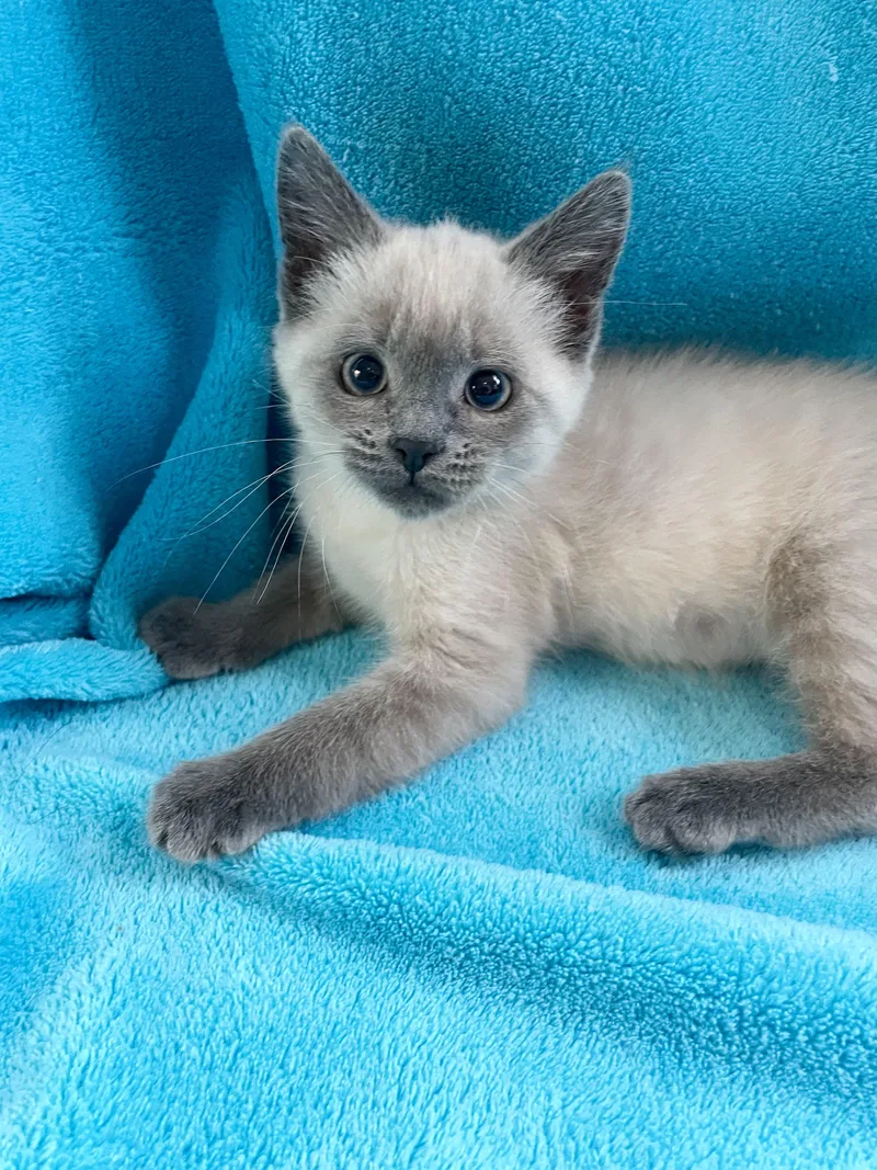 A baby medium-sized male Lilac Point Siamese cat named Sodapop for adoption in Greensboro, NC