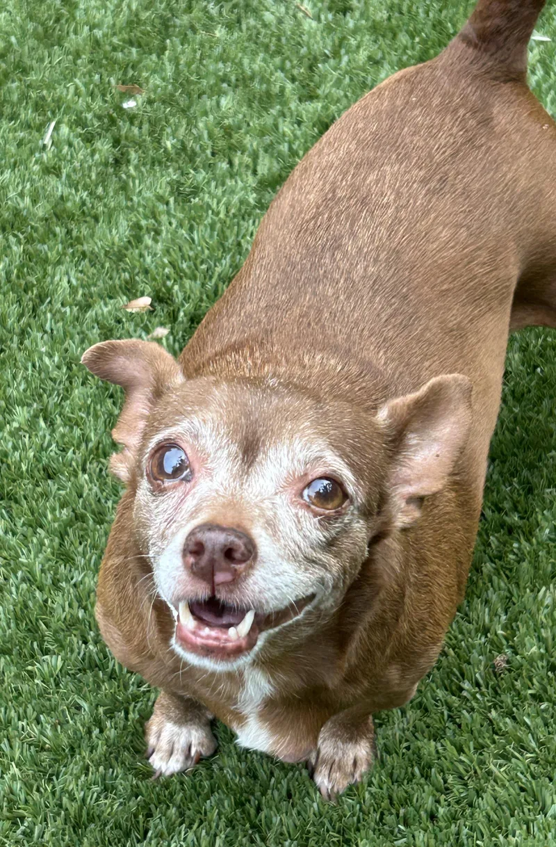 A senior small-sized female Red / Chestnut / Orange Chihuahua dog named Sally Chi for adoption in Sarasota, FL