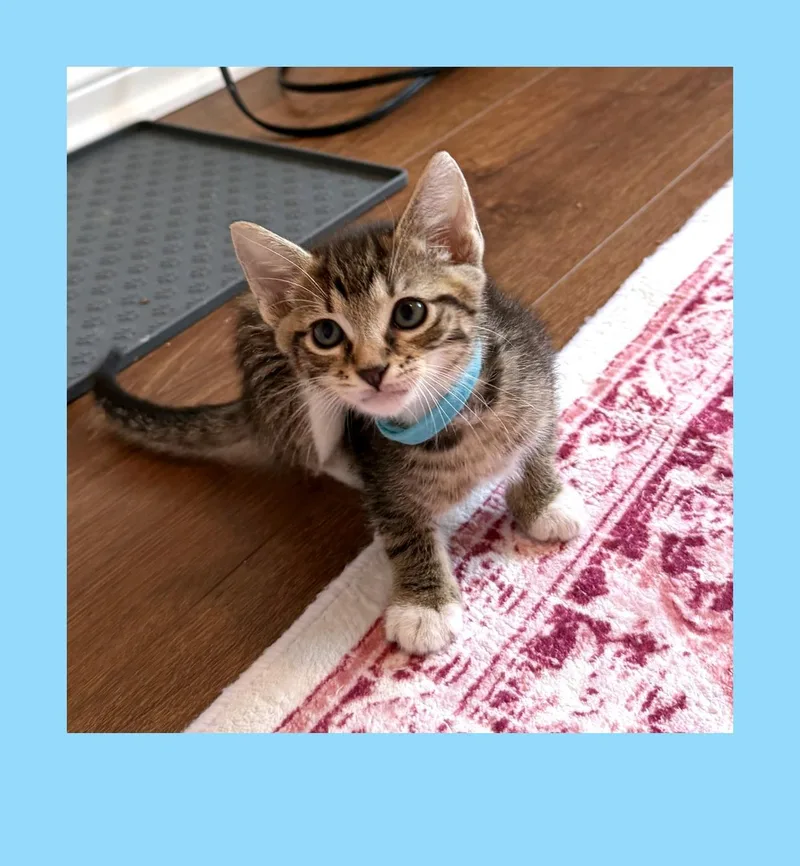 A baby small-sized male Brown / Chocolate Domestic Short Hair cat named Sheldon for adoption in Georgetown, KY