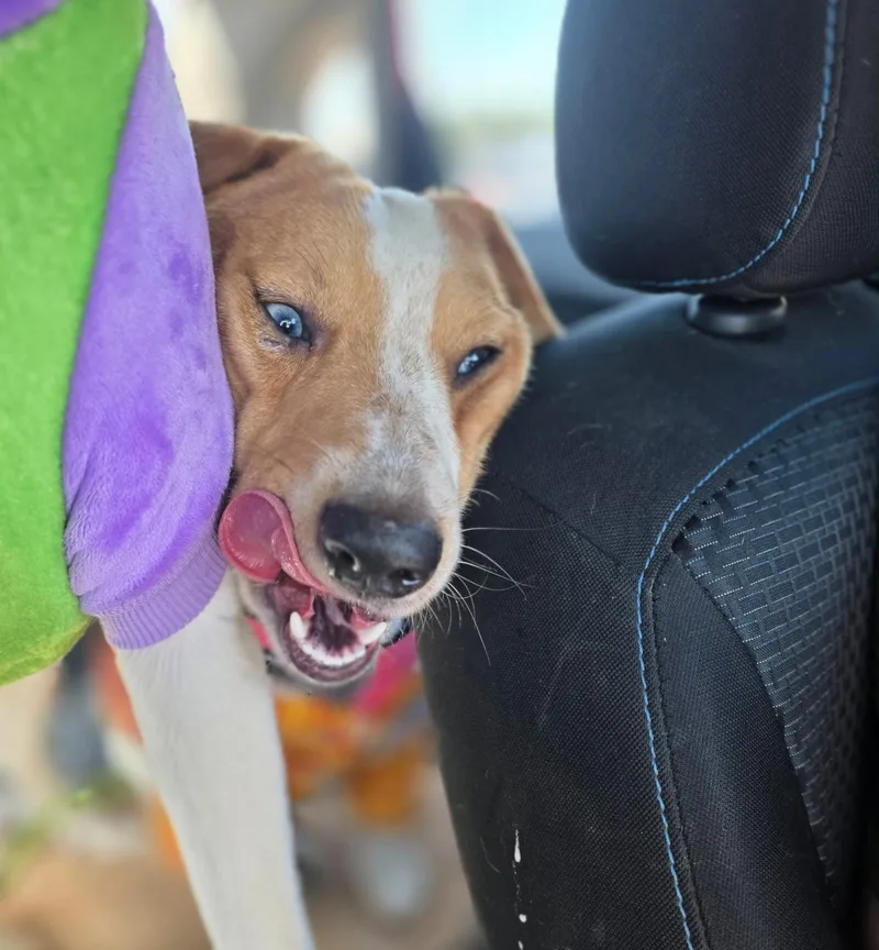 A baby medium-sized male Beagle dog named Willy for adoption in Longview, TX