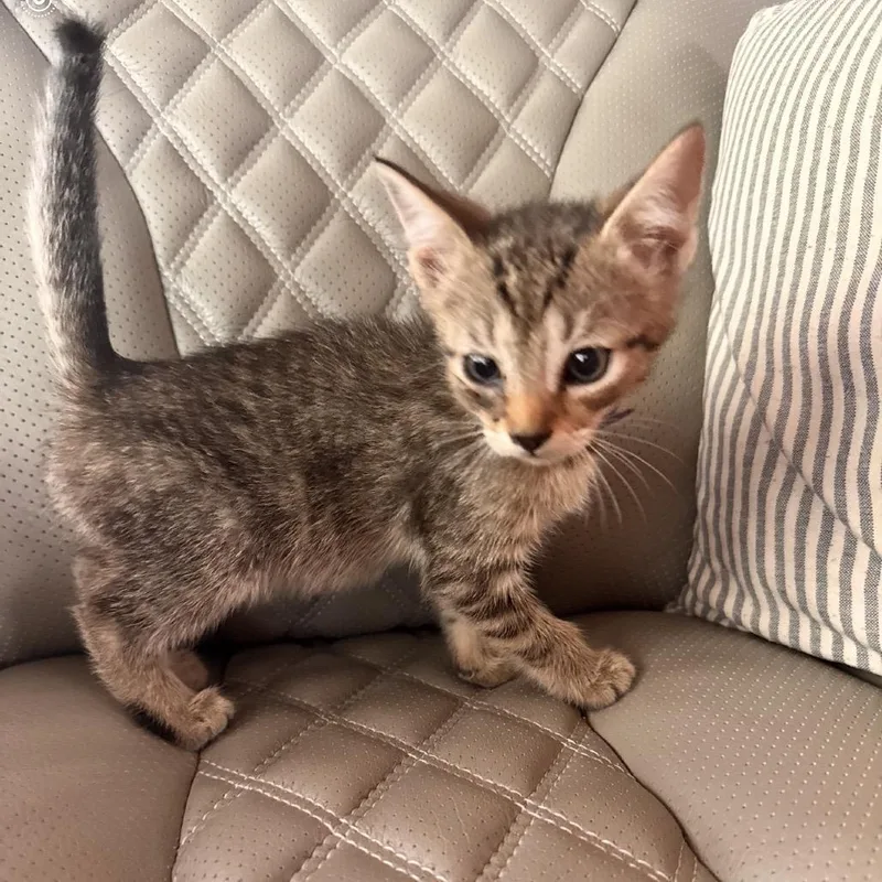 A baby medium-sized female Buff / Tan / Fawn Domestic Short Hair cat named Olive for adoption in Ashland, VA