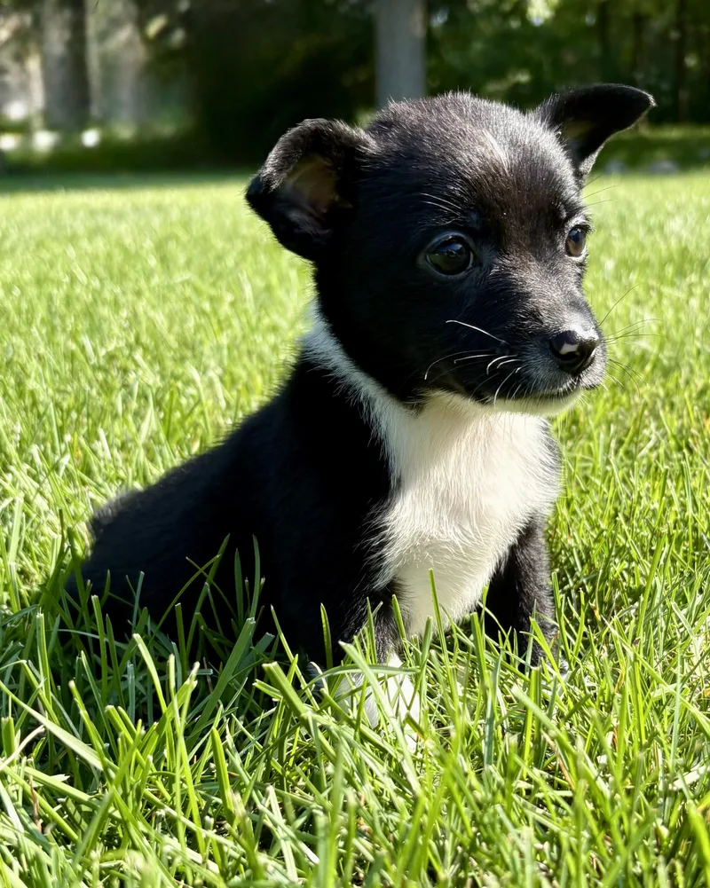 A baby small-sized male Schnauzer dog named Rusty for adoption in Chesterfield, MI